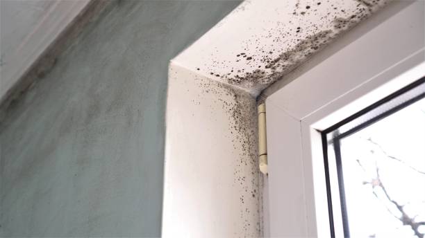 Best Mold Prevention Services  in Pico Rivera, CA